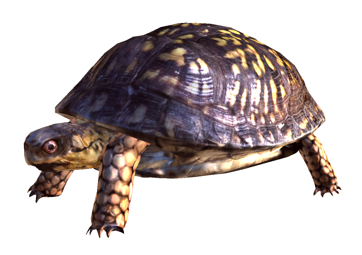 Box Turtle Free Download PNG Image