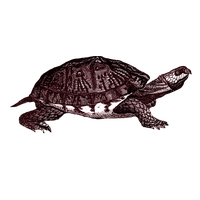 Box Turtle Clipart PNG Image