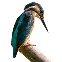 Kernel Kingfisher Antix Mx Bird Linux Debian PNG Image