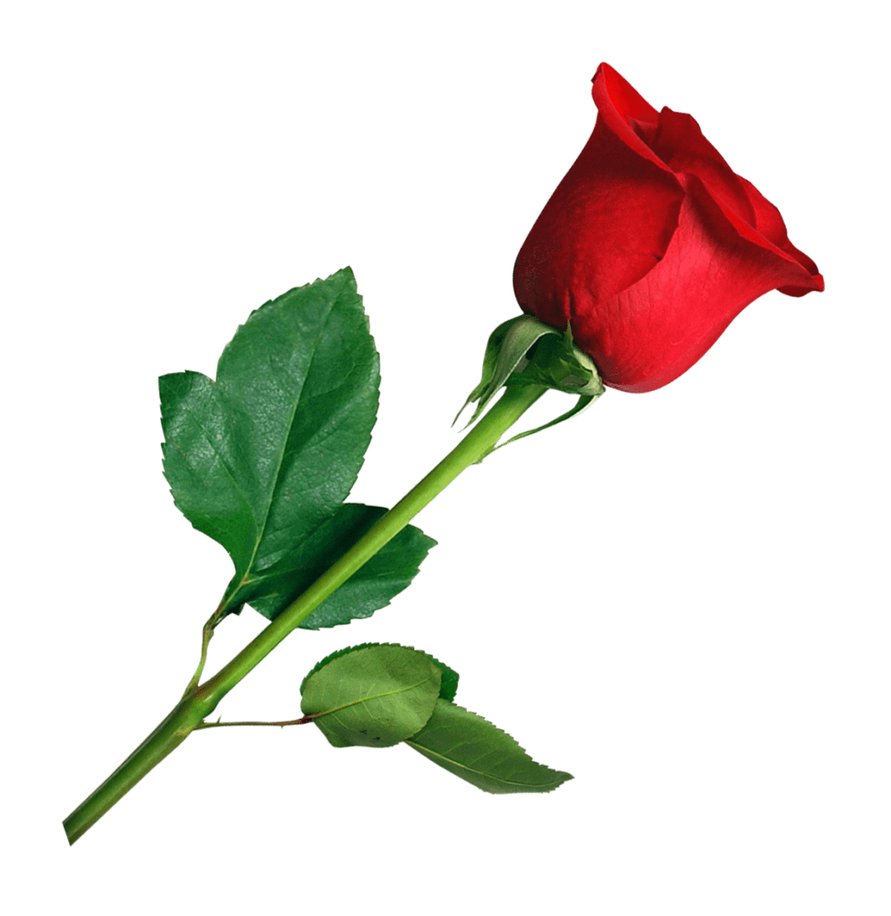 Rose Valentines Day Red Free Clipart HQ Transparent PNG Image