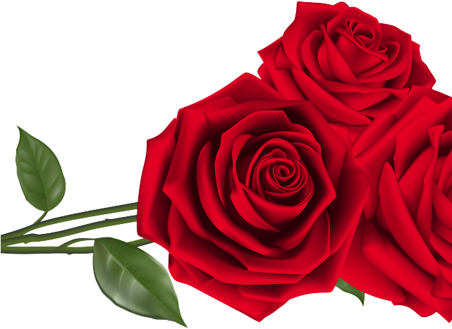Download Rose Valentines Day Red Photos HQ PNG Image | FreePNGImg