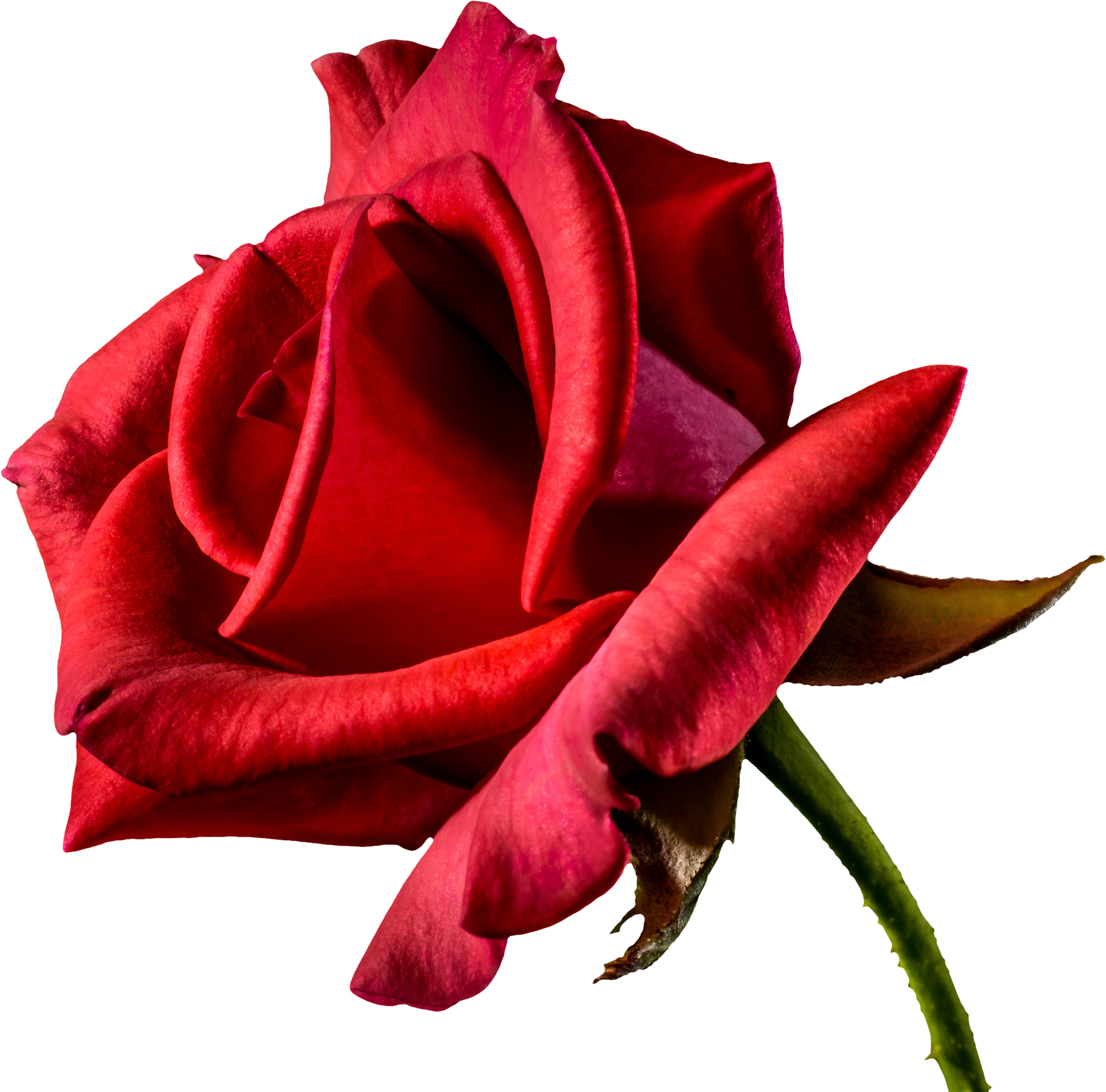Rose Valentines Day Red Free Photo PNG Image
