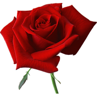 Download Rose Valentines Day Red Free HQ Image HQ PNG Image | FreePNGImg