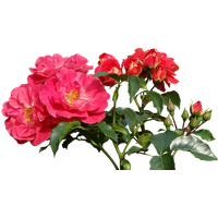 Rose Valentines Day PNG Free Photo