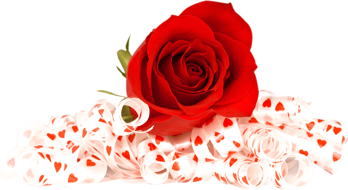 Rose Valentines Day Photos PNG Free Photo PNG Image