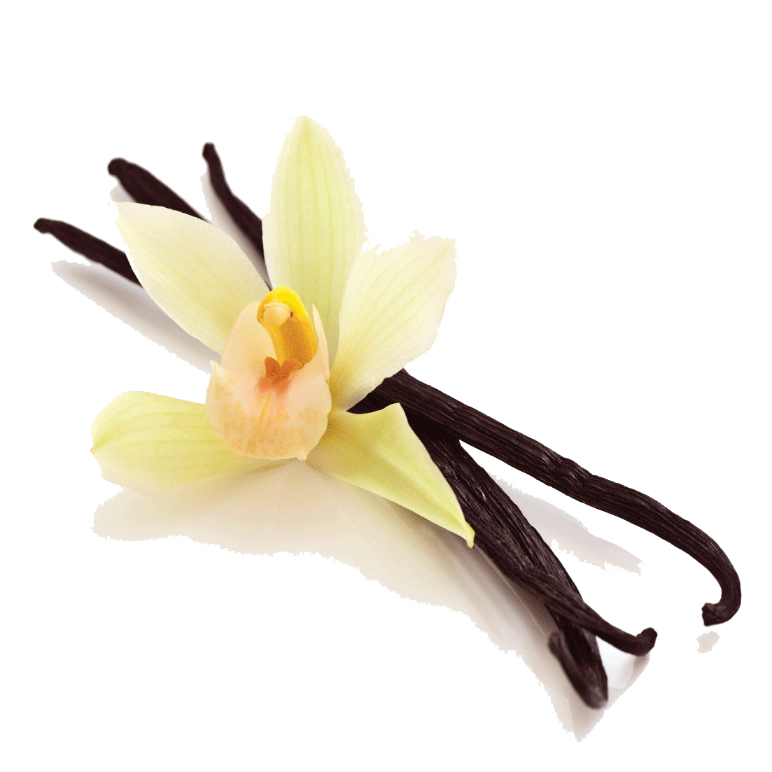 vanilla flower png