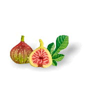 Vector Fig PNG File HD PNG