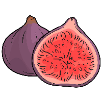 Vector Fig Free Download Image PNG
