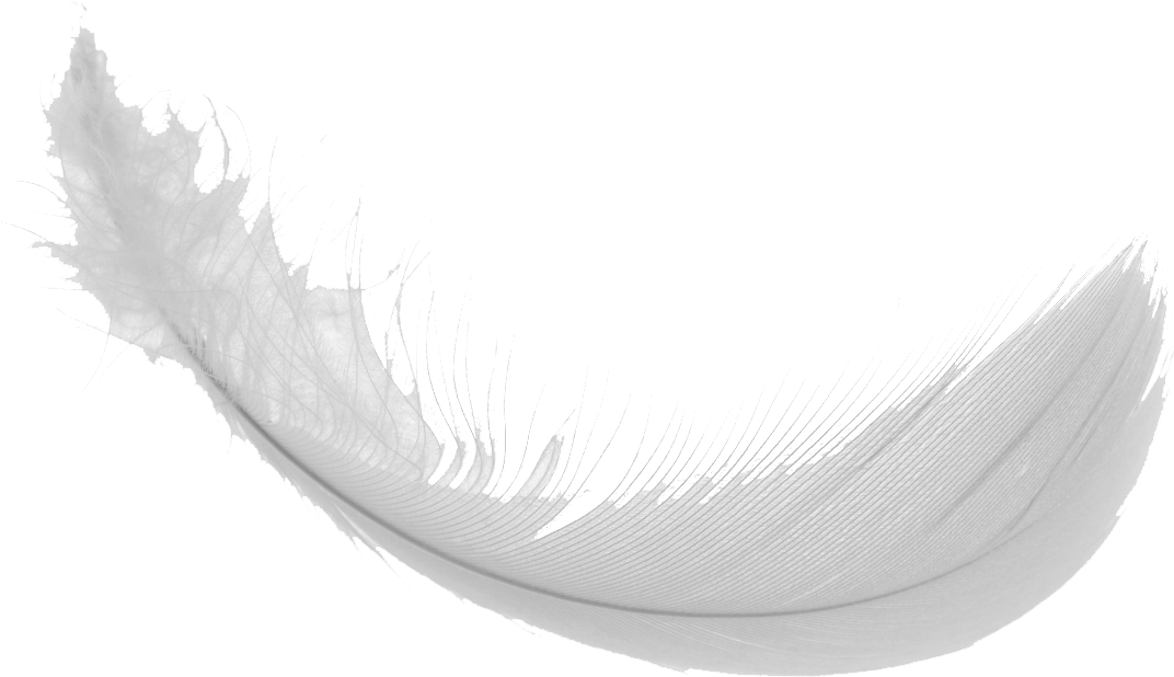 Feather Vector PNG Free Photo PNG Image