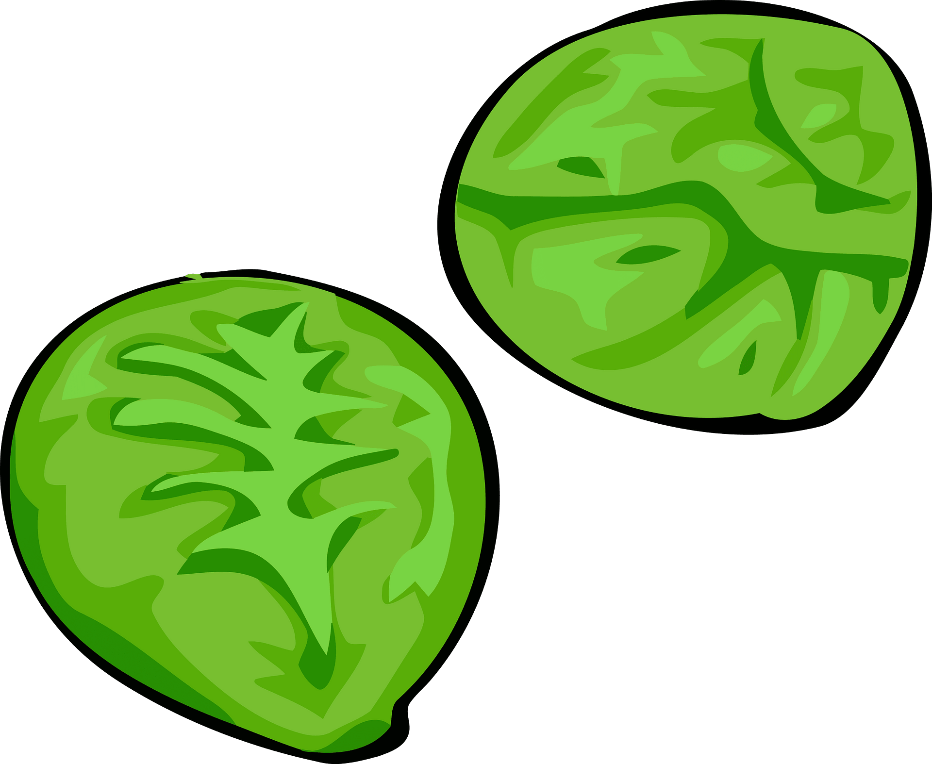 Sprouts Vector Brussels Free HQ Image PNG Image