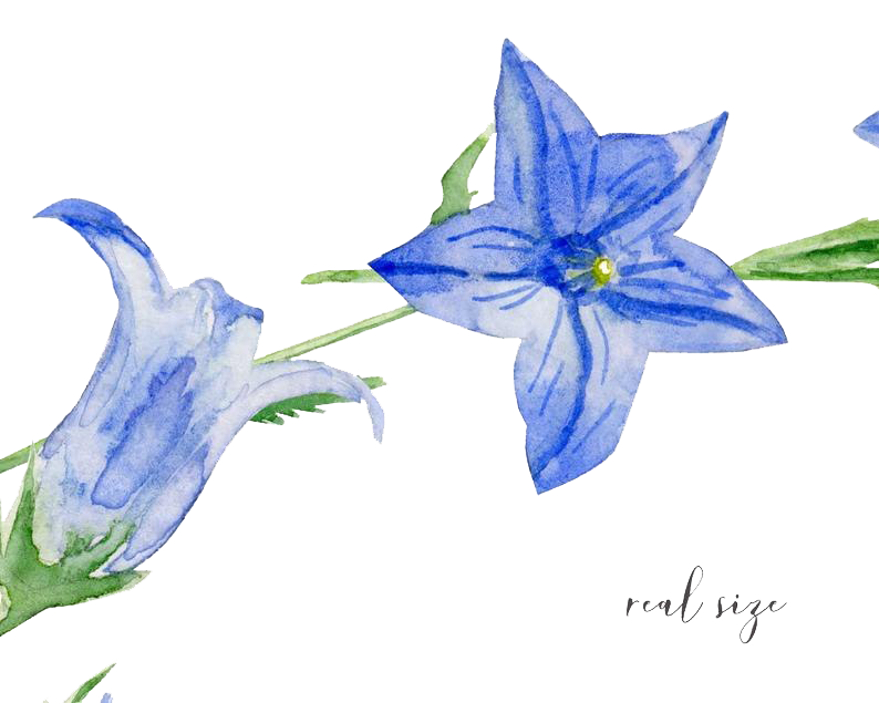 Vector Bluebells Free Photo PNG Image
