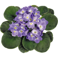 Viola Transparent PNG Image
