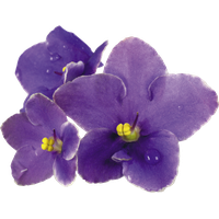 Viola Transparent PNG Image