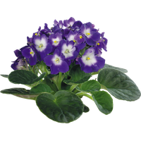 Viola Transparent PNG Image