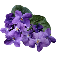 Viola Transparent PNG Image