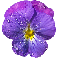 Viola Transparent PNG Image