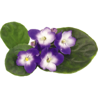 Viola Transparent PNG Image