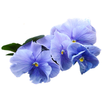 Viola Transparent PNG Image