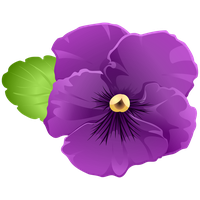 Viola PNG