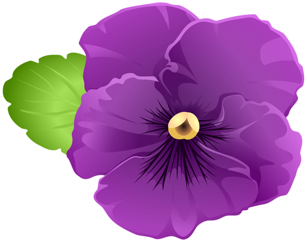 Viola Transparent PNG Image