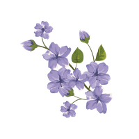 Viola PNG