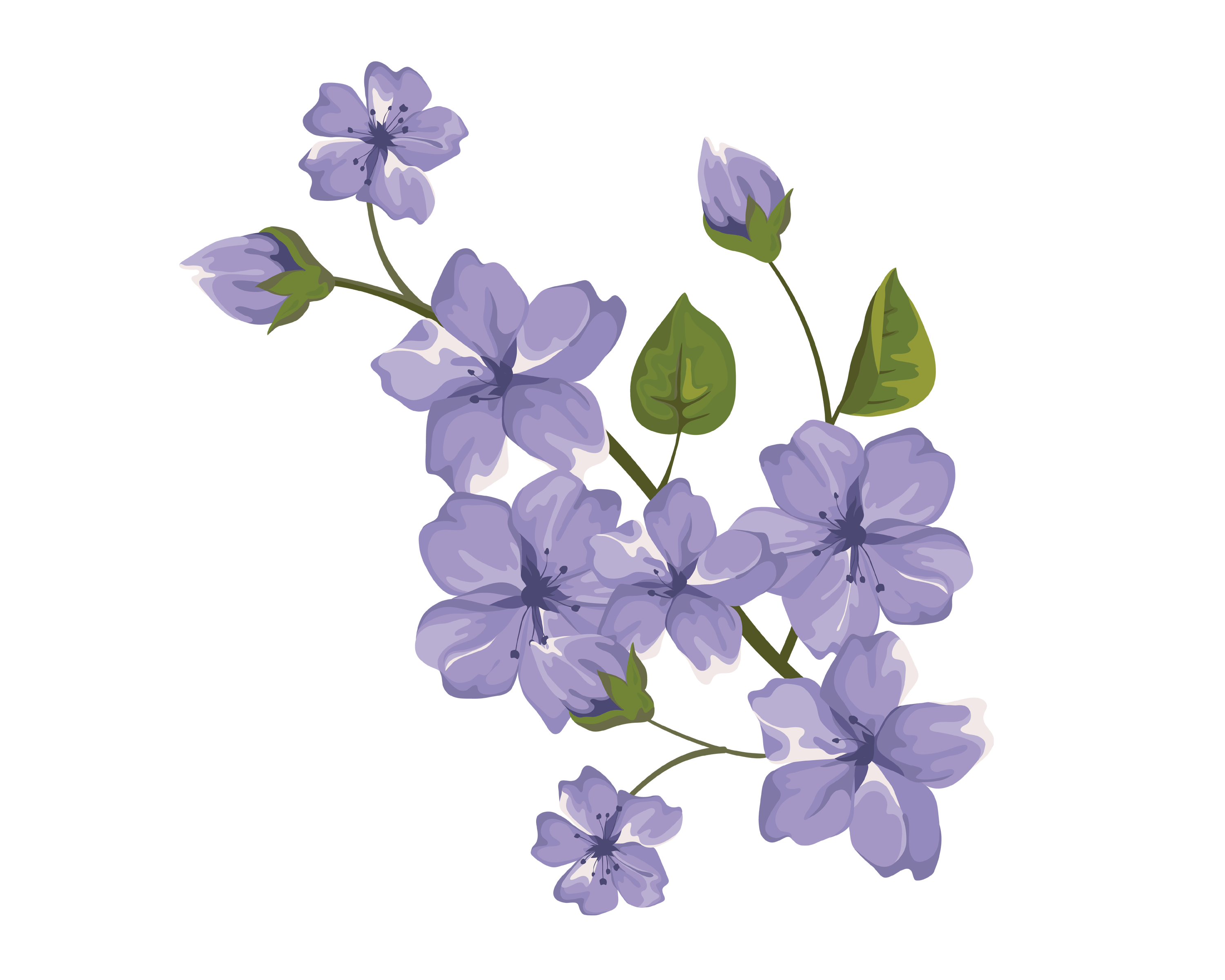 Viola Transparent PNG Image