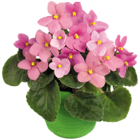 Viola Transparent PNG Image