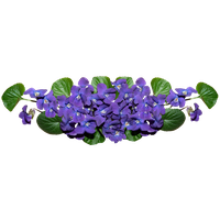Viola PNG