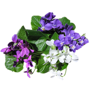 Viola PNG