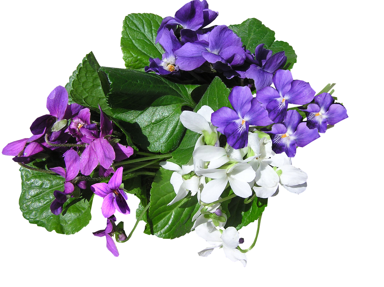 Viola Transparent PNG Image