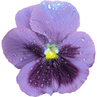 Viola PNG