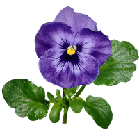 Viola PNG