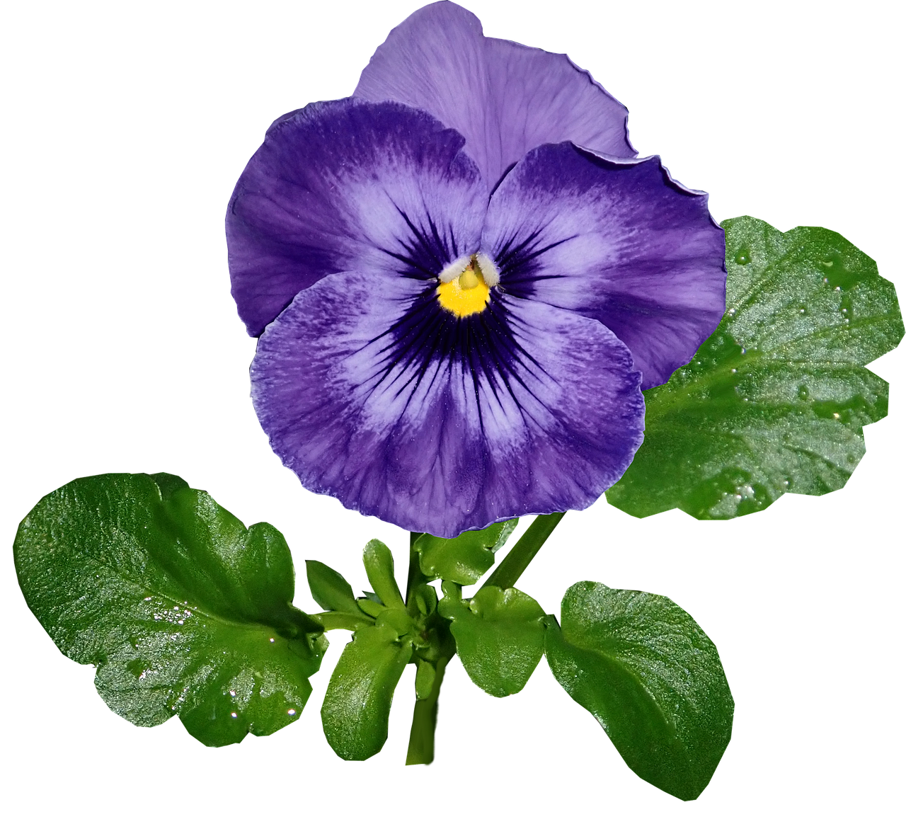 Viola Transparent PNG Image