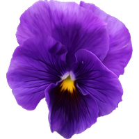 Viola PNG