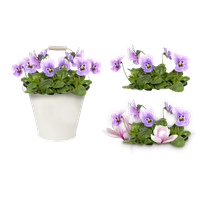 Viola flowers PNG