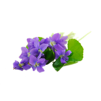 Viola PNG