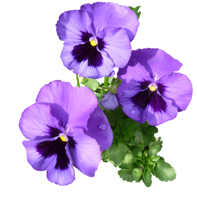 Viola Transparent PNG Image
