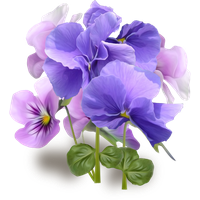 Viola PNG