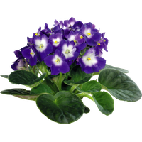 Viola PNG