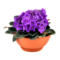 Viola PNG