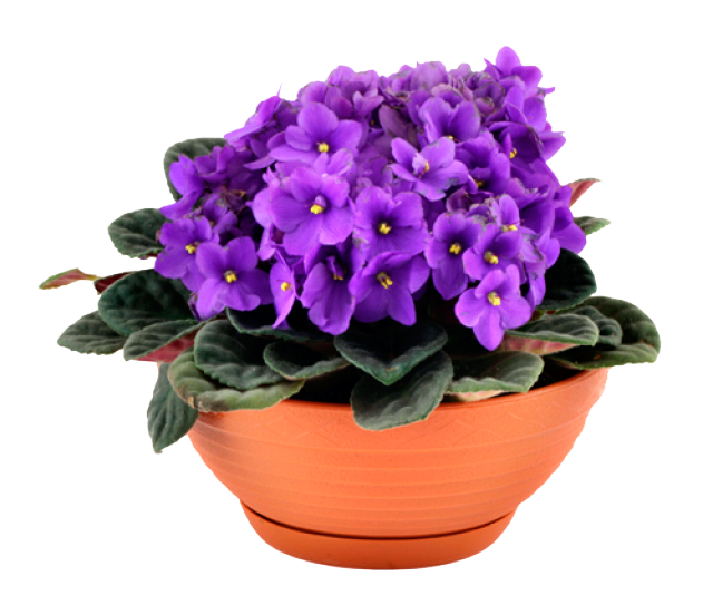Viola Transparent PNG Image