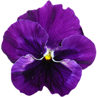 Viola PNG