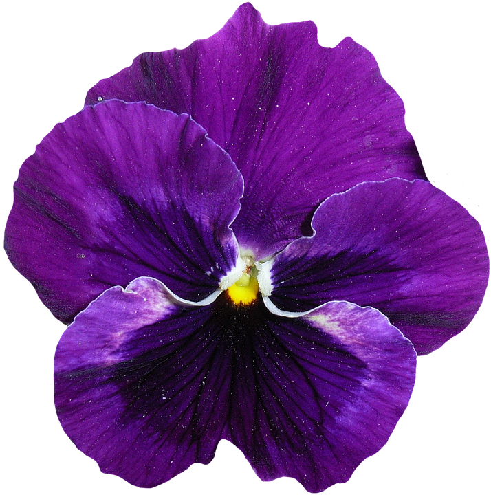Viola Transparent PNG Image