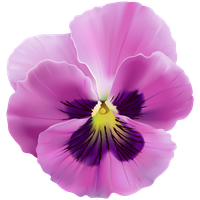 Viola PNG