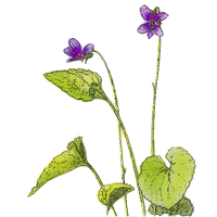 Violet Picture