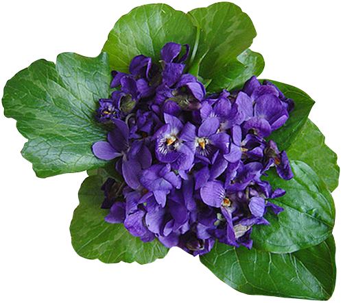 Violet Transparent Image PNG Image