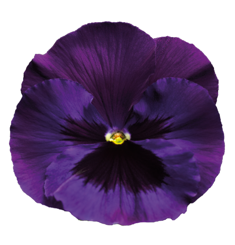 Download Violet Transparent  Background  HQ PNG  Image 