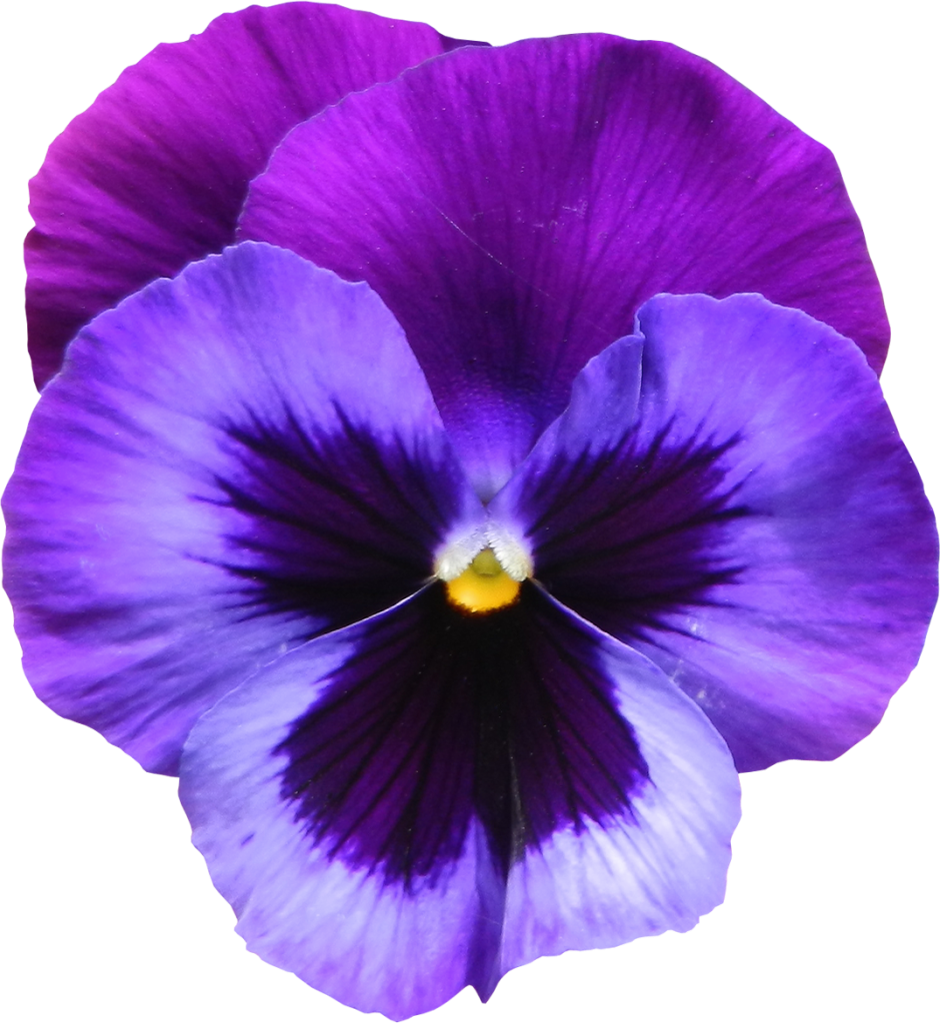 Violet Photos PNG Image