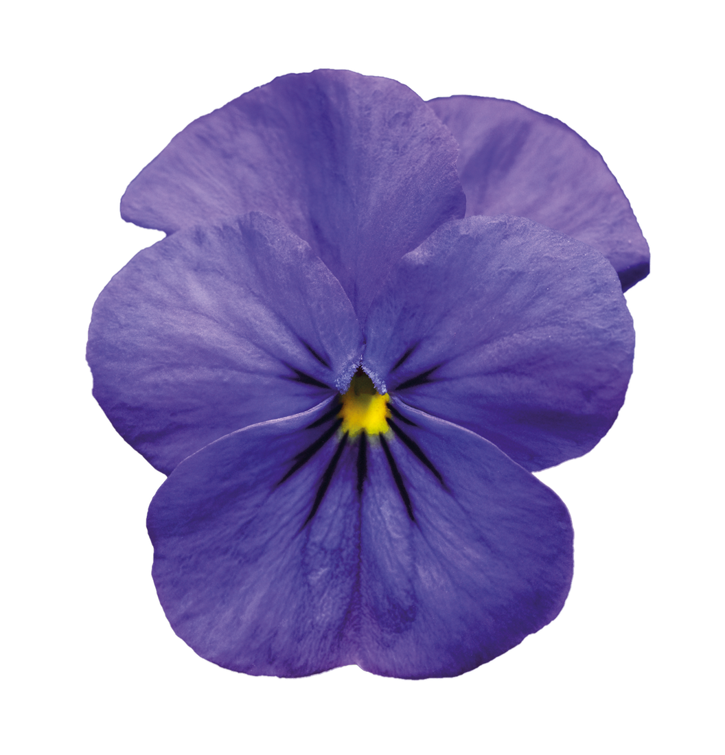 Violet PNG Image