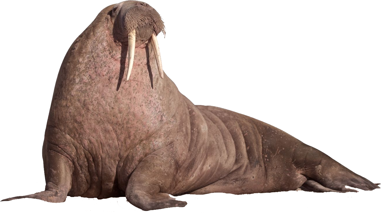 Walrus Transparent PNG Image